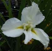 Cajun Whirl Louisiana Iris (White, Mid Season), Iris x Cajun Whirl'